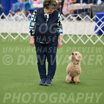 Ring-1-Afternoon-Obedience_2328