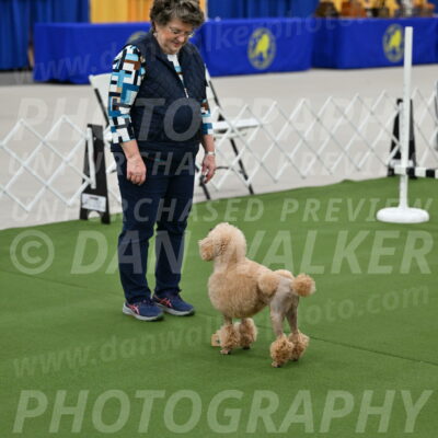 Ring-1-Afternoon-Obedience_2356