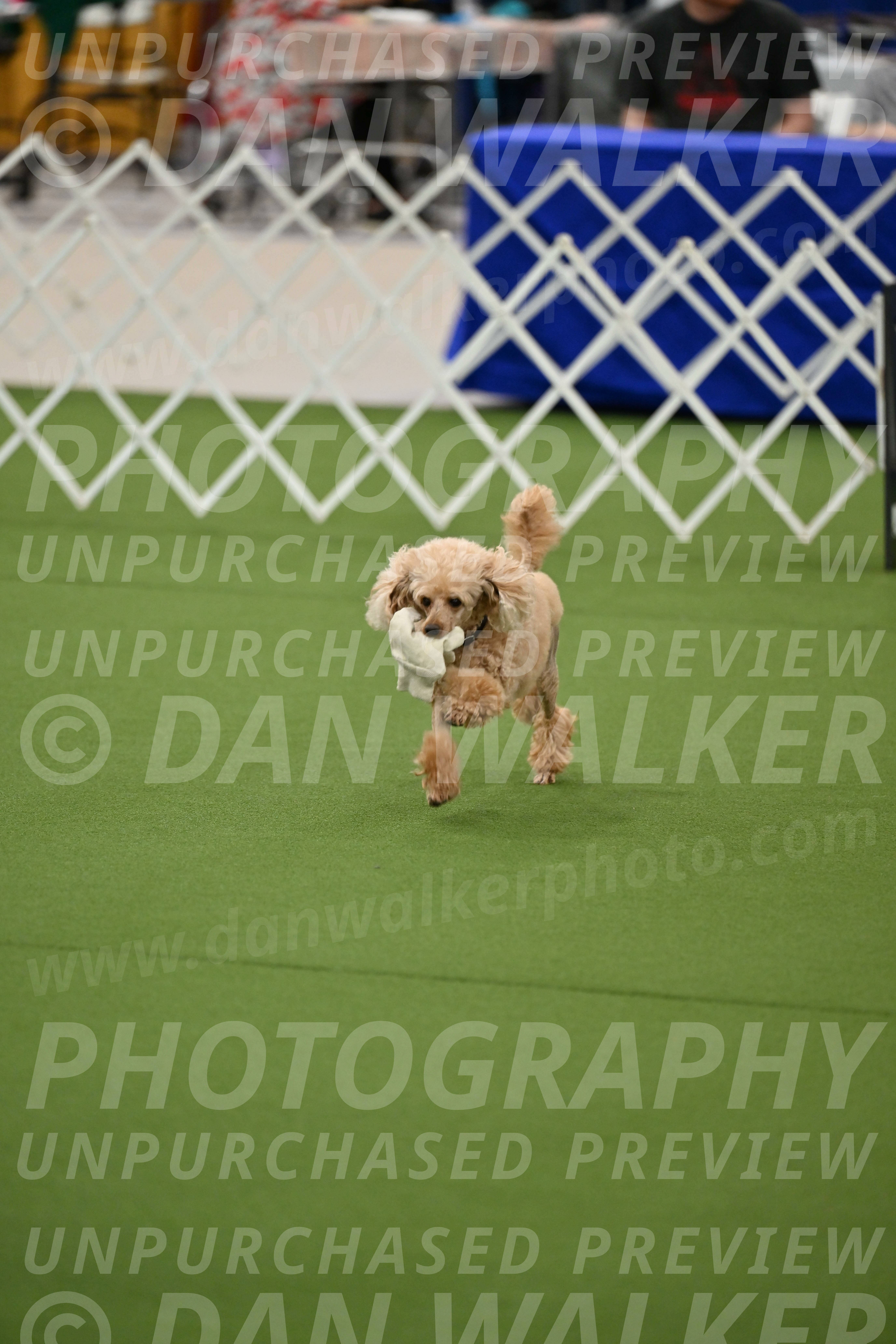 Ring-1-Afternoon-Obedience_2360