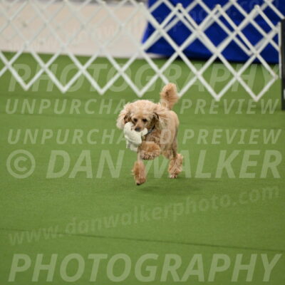 Ring-1-Afternoon-Obedience_2360