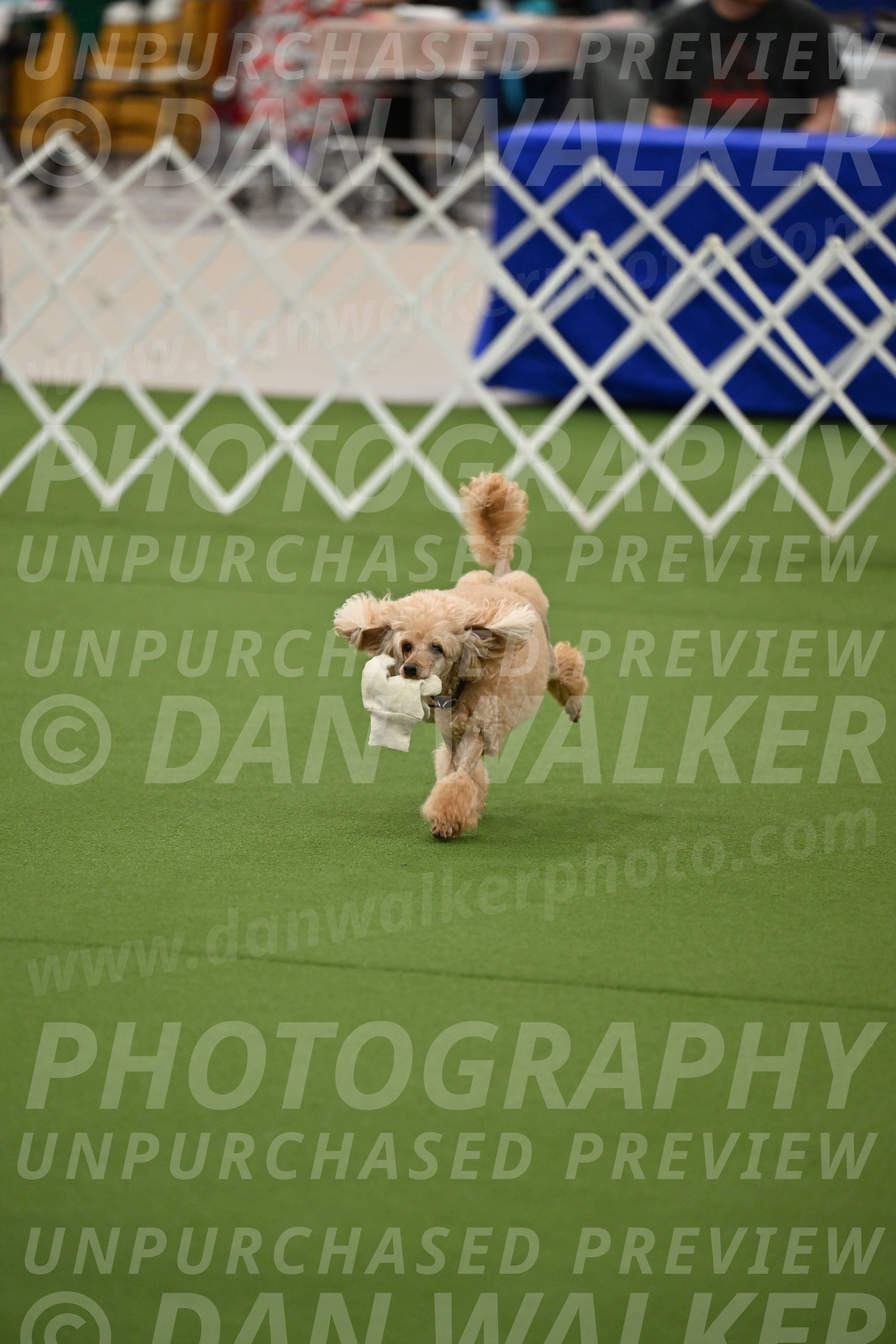 Ring-1-Afternoon-Obedience_2361