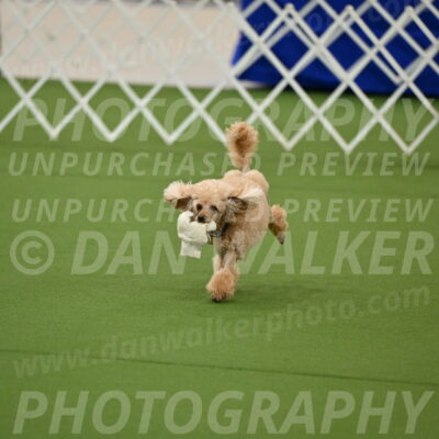 Ring-1-Afternoon-Obedience_2361