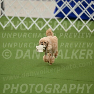 Ring-1-Afternoon-Obedience_2362