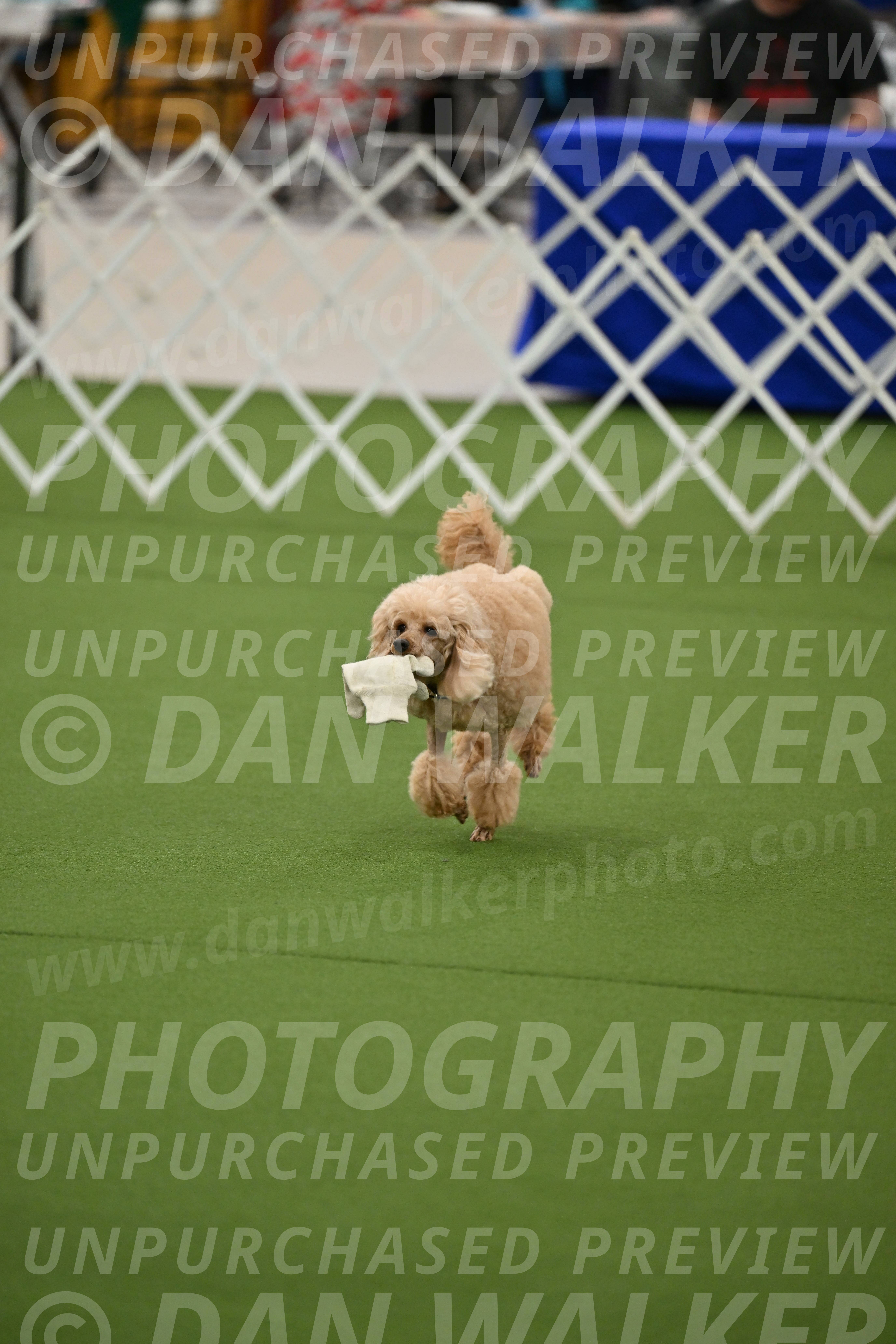 Ring-1-Afternoon-Obedience_2362