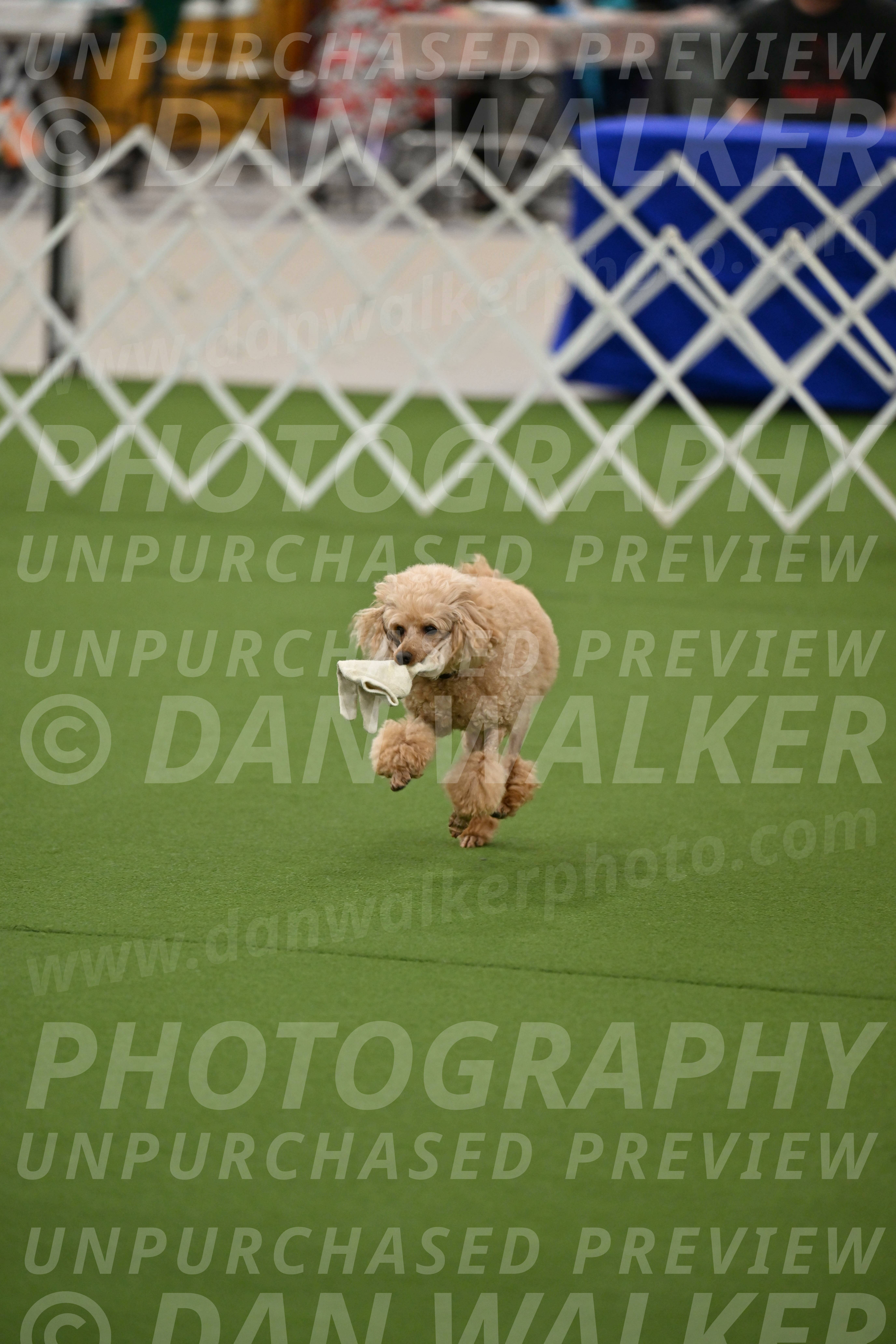 Ring-1-Afternoon-Obedience_2363