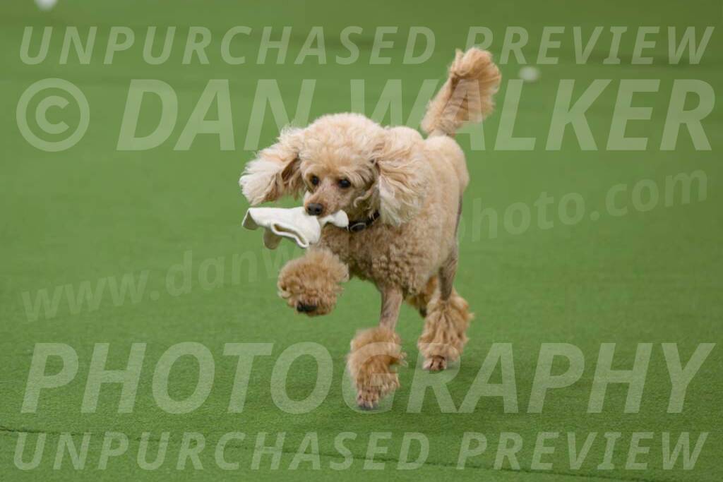 Ring-1-Afternoon-Obedience_2364-Enhanced-NR