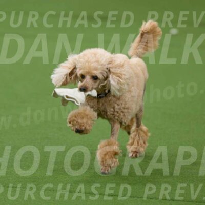 Ring-1-Afternoon-Obedience_2364-Enhanced-NR