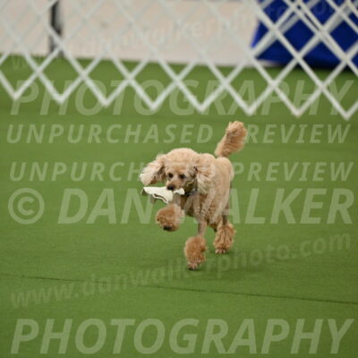 Ring-1-Afternoon-Obedience_2364