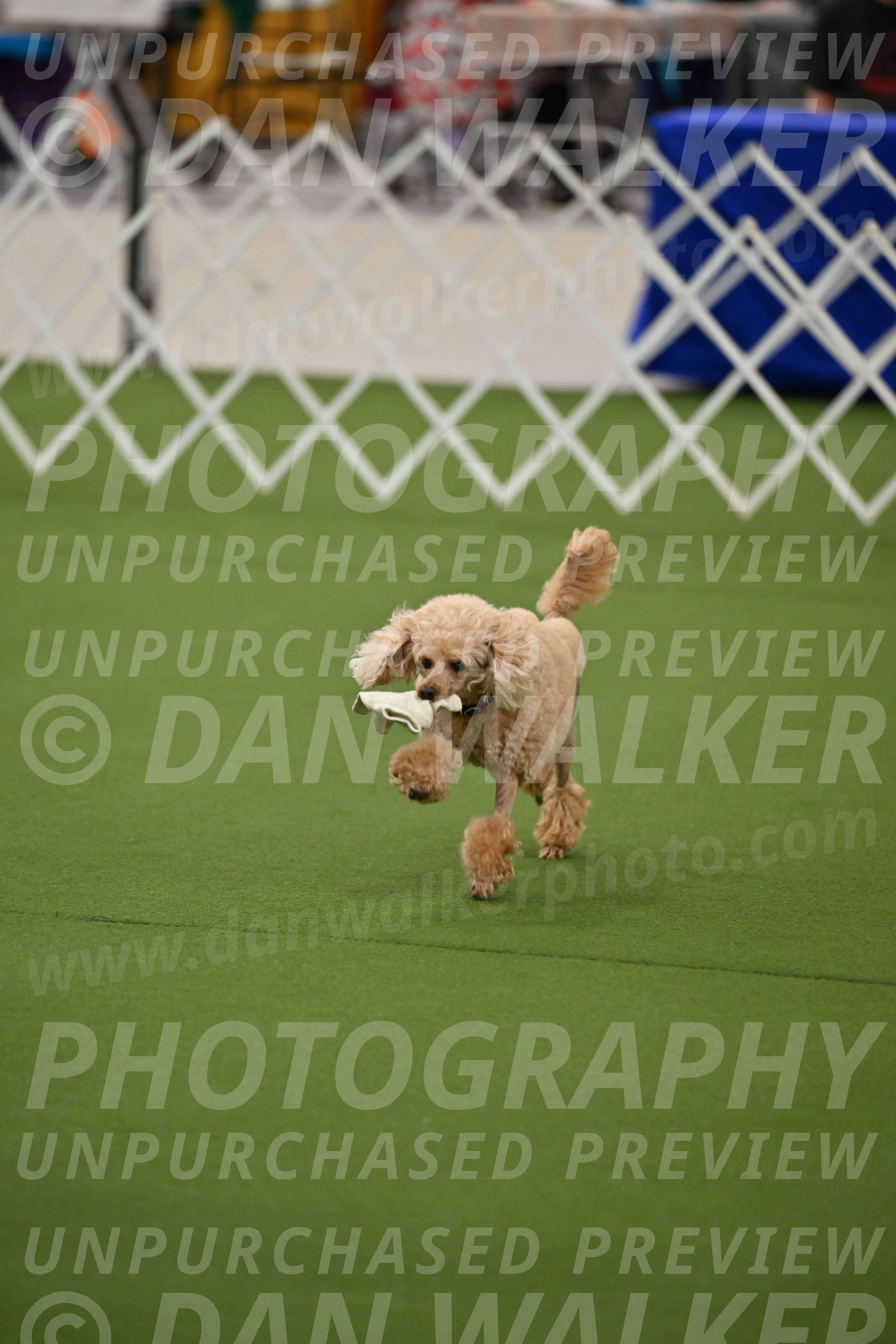 Ring-1-Afternoon-Obedience_2364