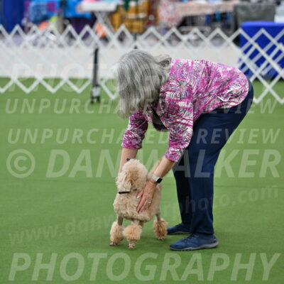 Ring-1-Afternoon-Obedience_2366