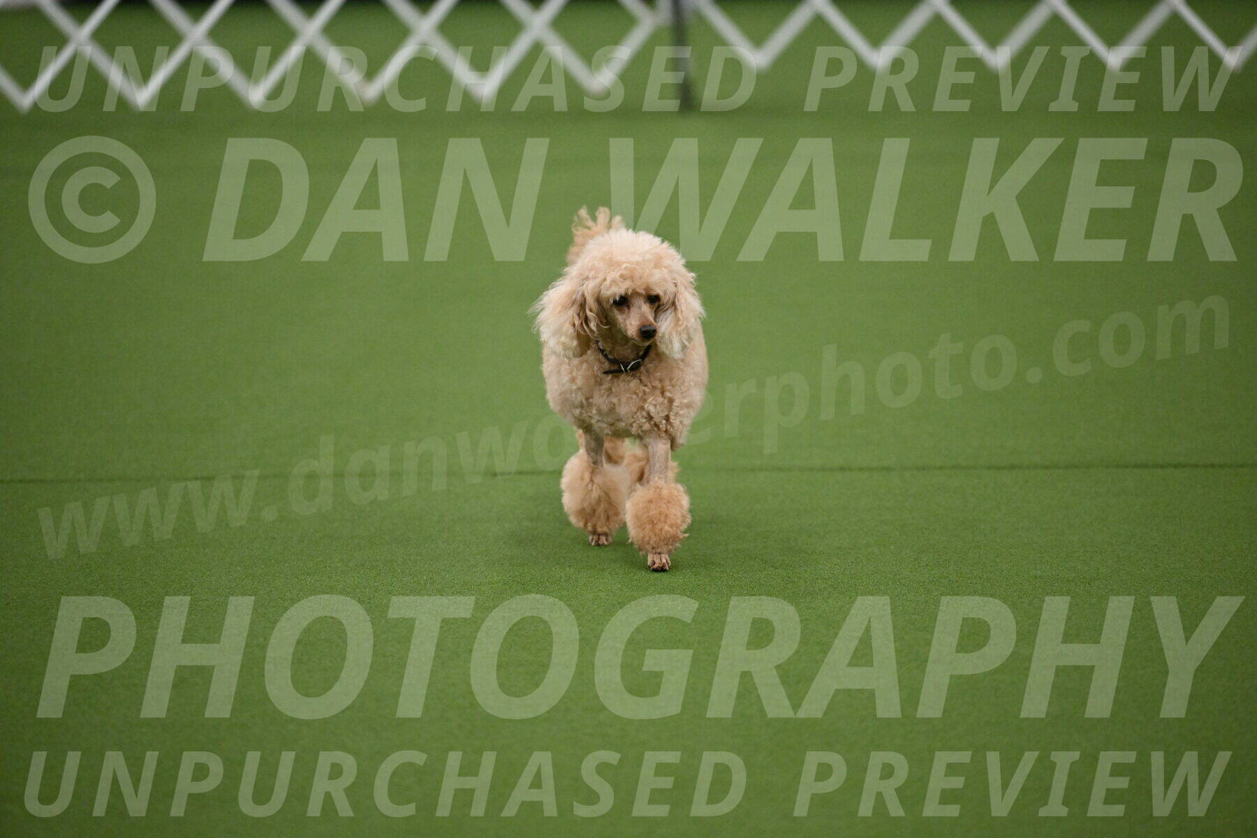 Ring-1-Morning-Obedience_0650