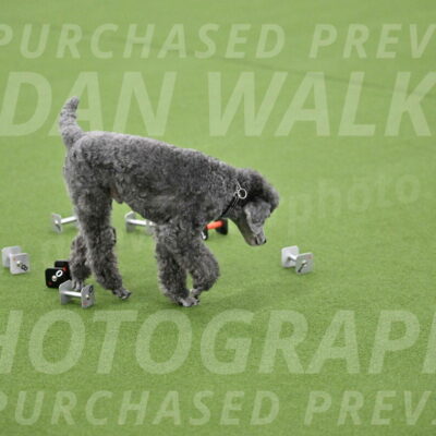 Ring-1-Morning-Obedience_0948