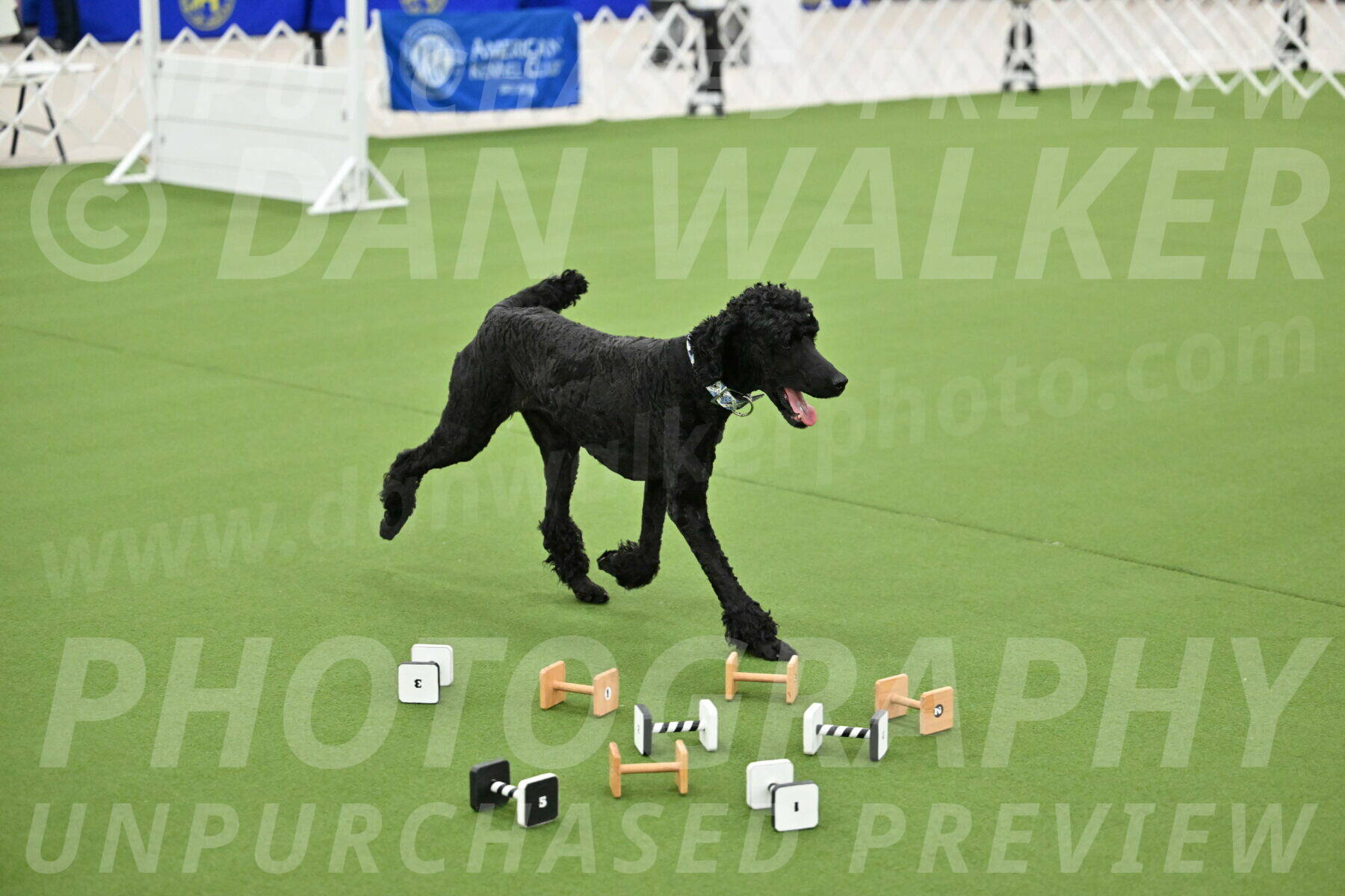 Ring-1-Morning-Obedience_1029