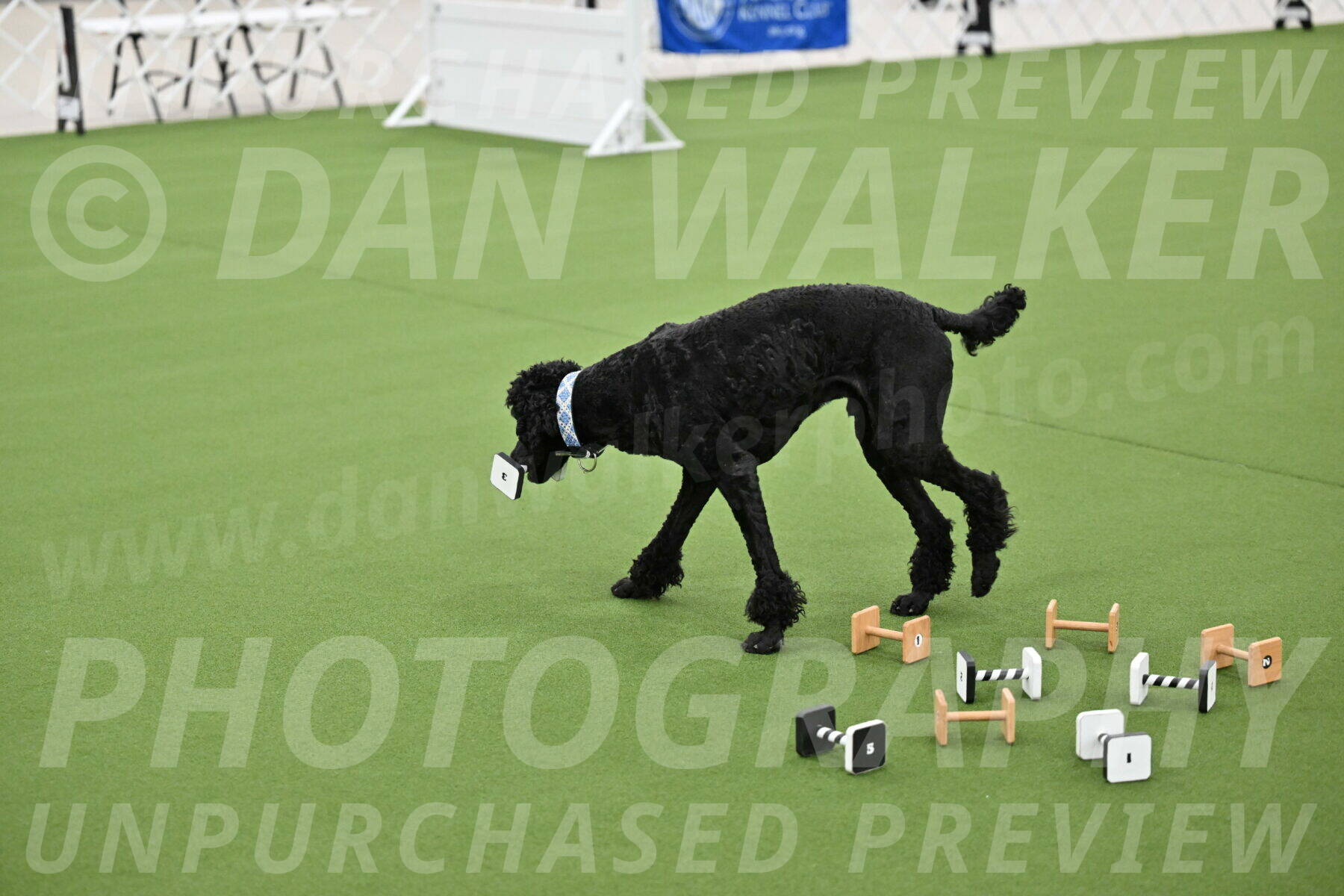 Ring-1-Morning-Obedience_1031