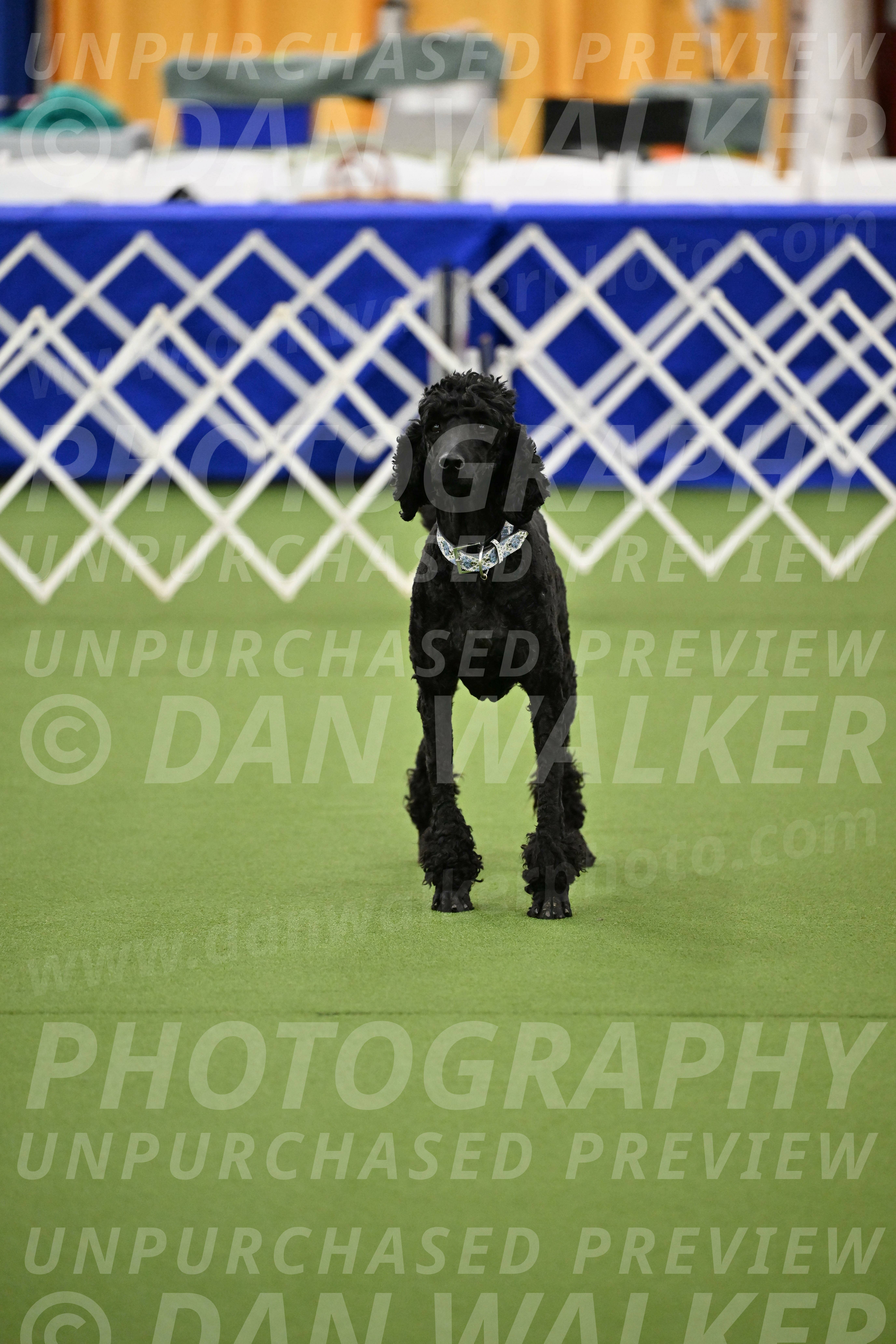 Ring-1-Morning-Obedience_1053