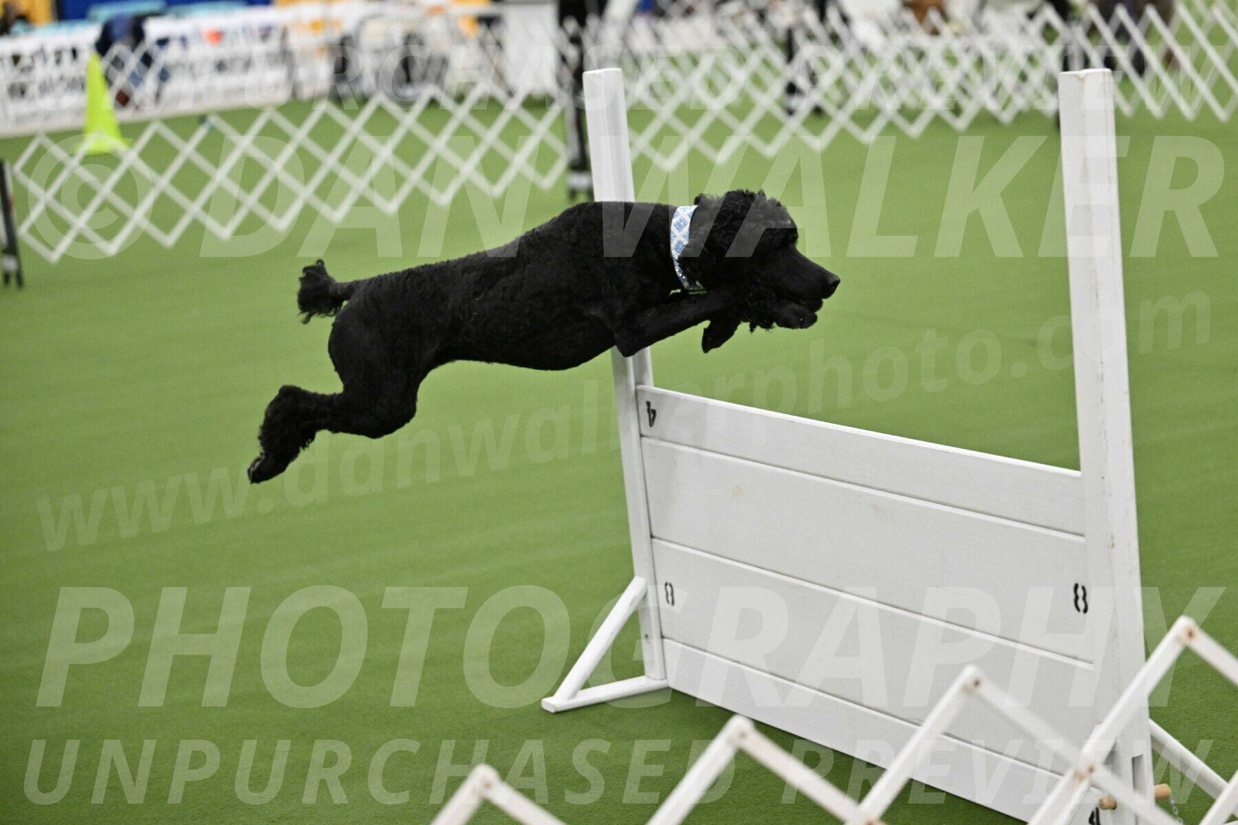 Ring-1-Morning-Obedience_1063