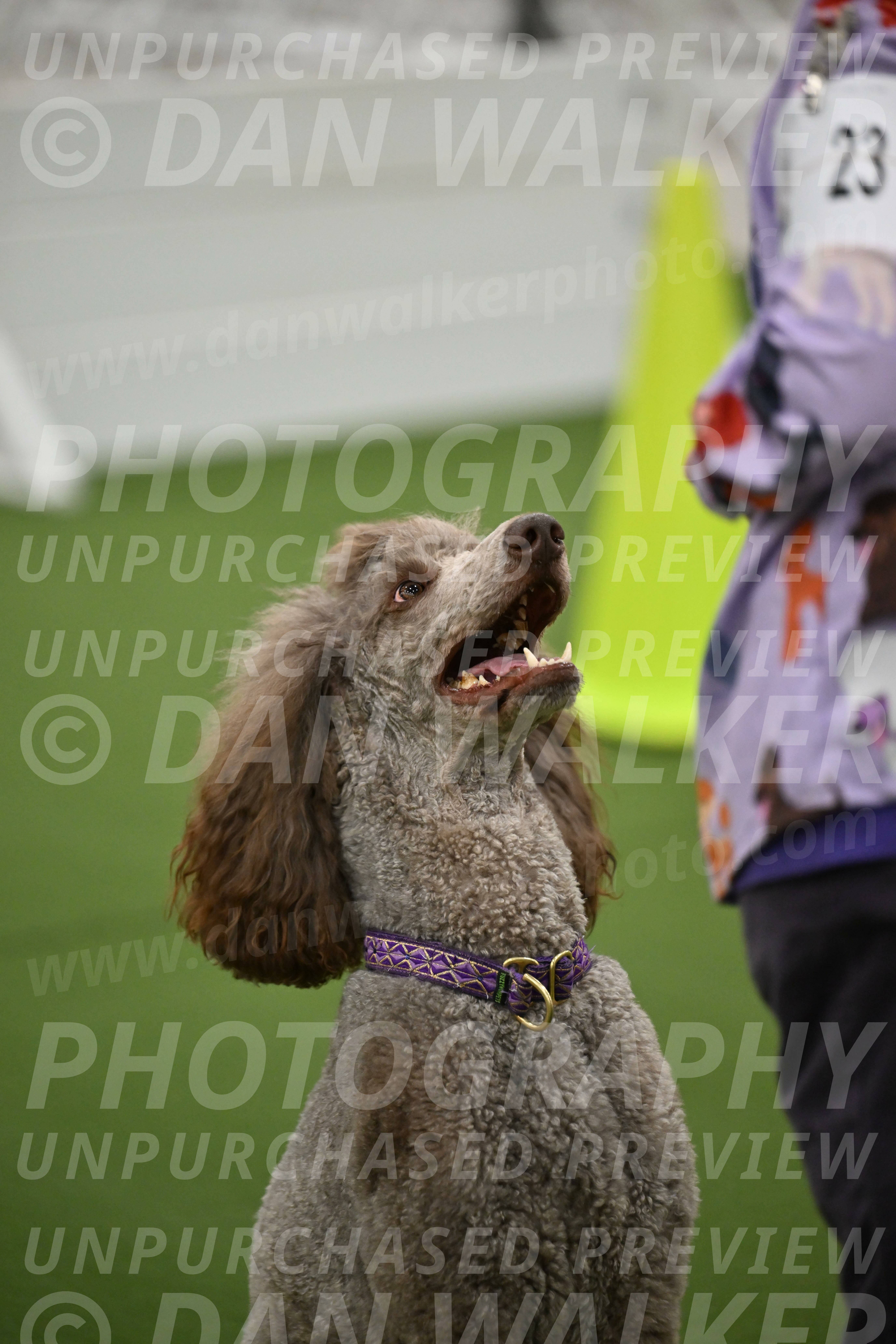 Ring-2-Morning-Obedience_0053