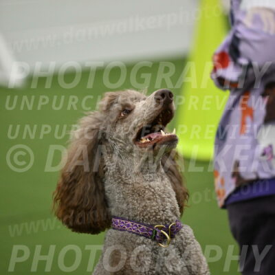 Ring-2-Morning-Obedience_0053