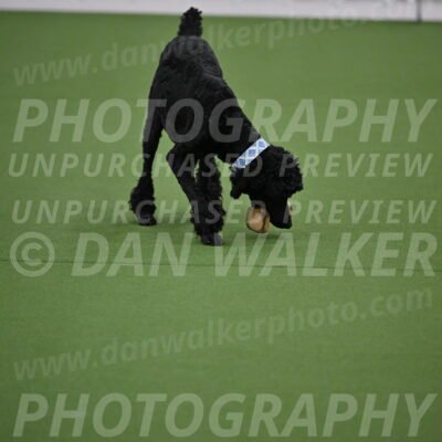 Ring-2-Morning-Obedience_0161