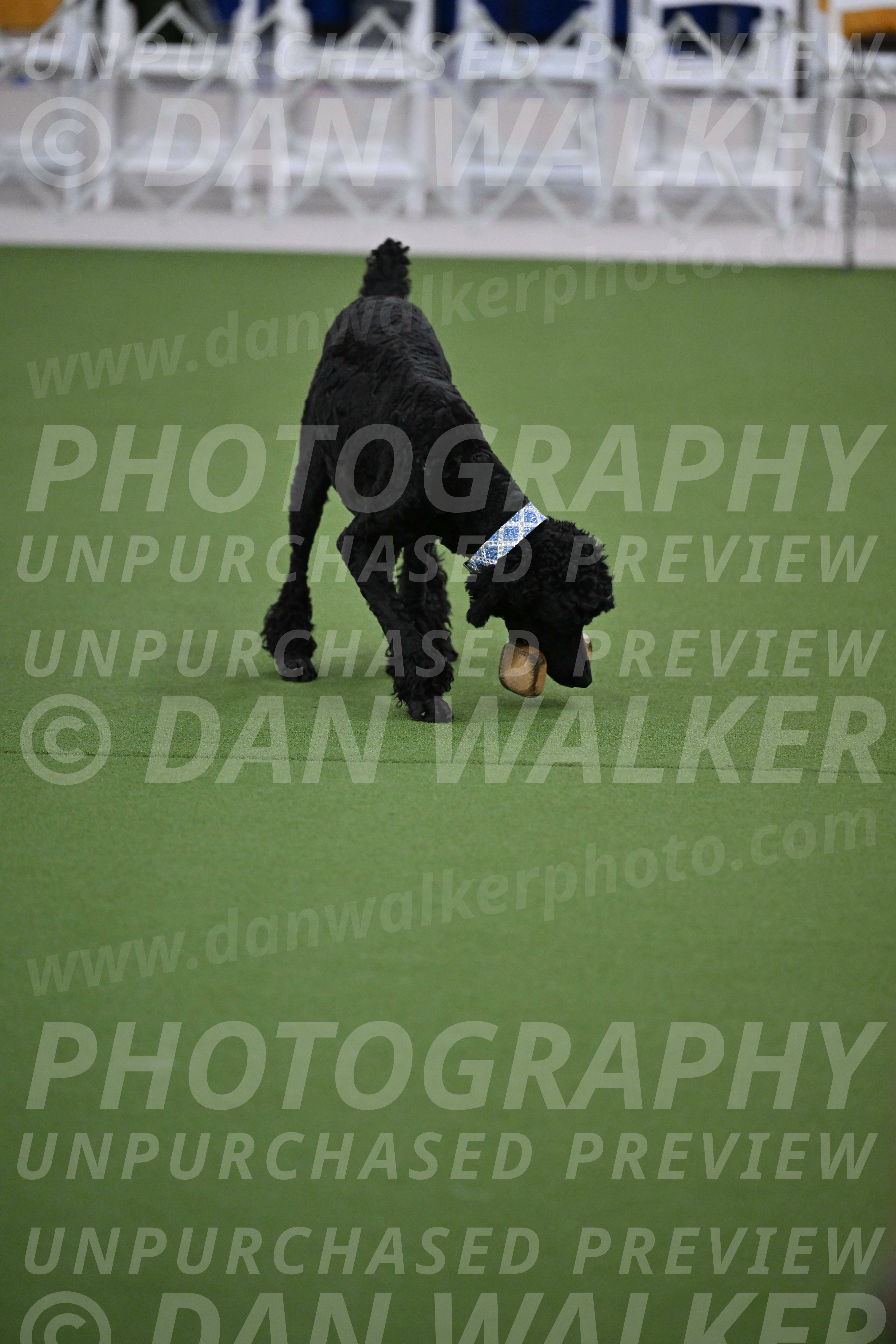 Ring-2-Morning-Obedience_0161