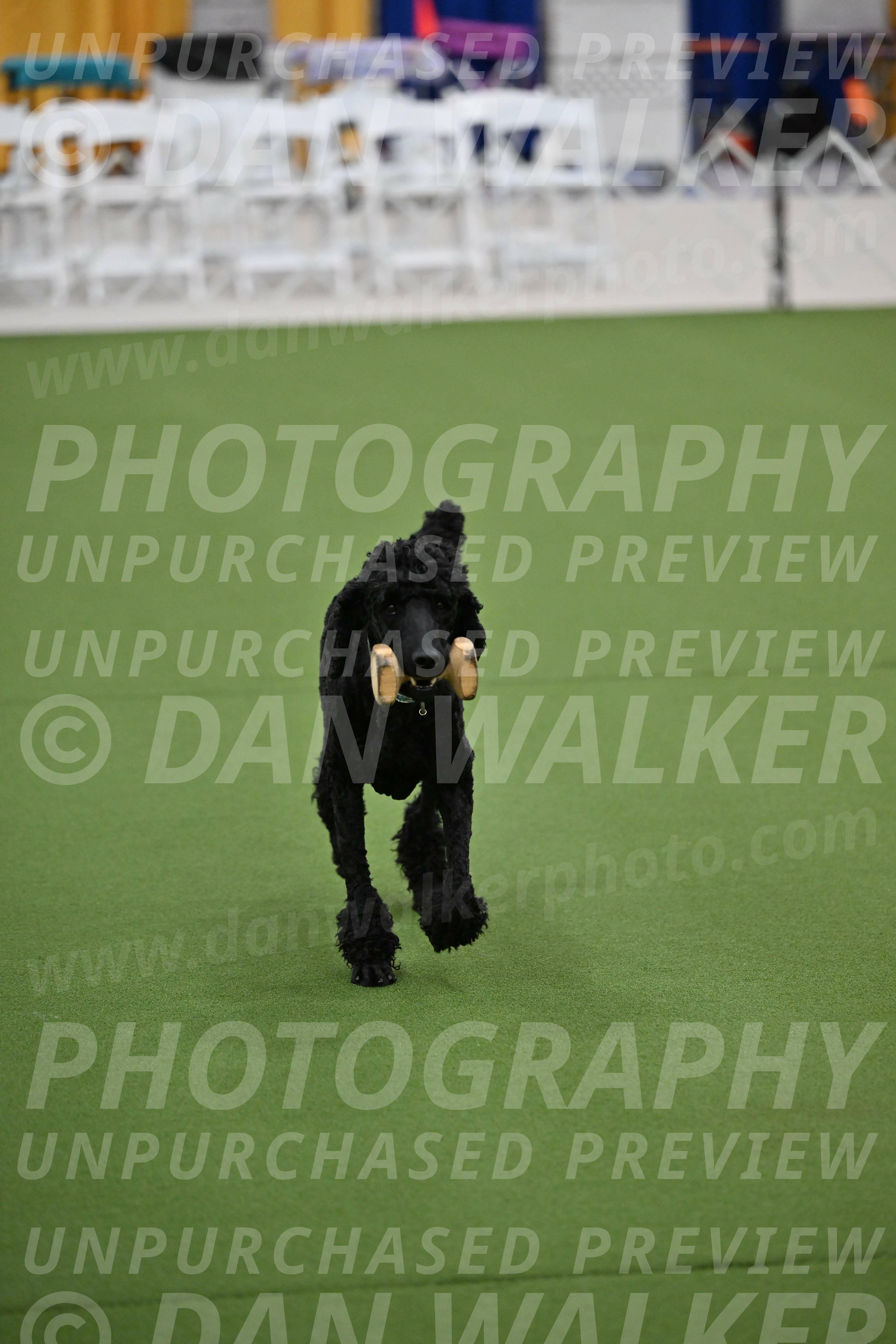 Ring-2-Morning-Obedience_0163