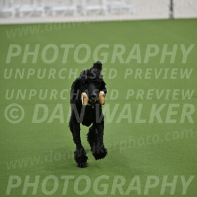 Ring-2-Morning-Obedience_0163