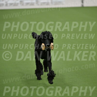 Ring-2-Morning-Obedience_0164