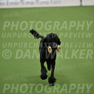 Ring-2-Morning-Obedience_0165