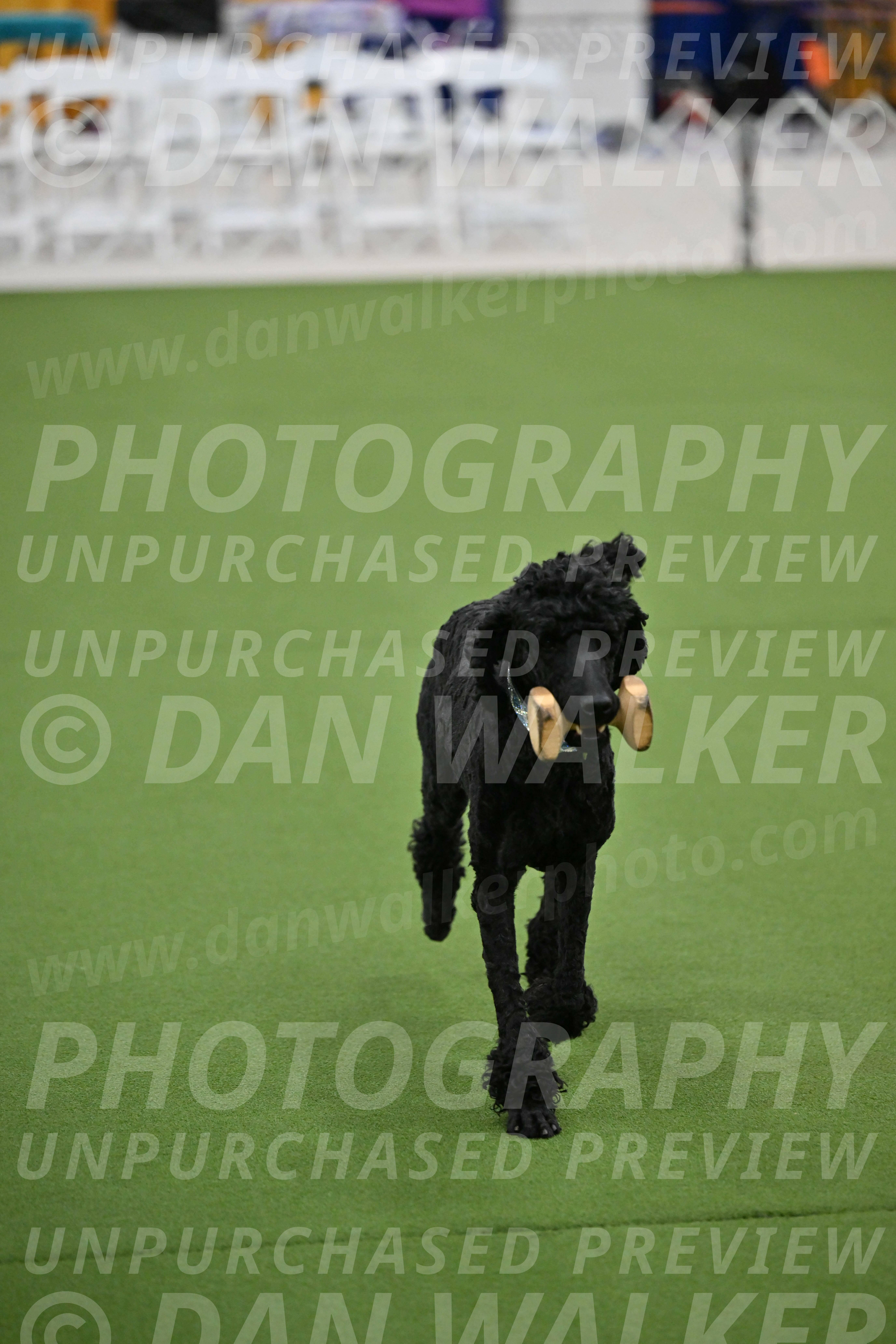 Ring-2-Morning-Obedience_0167