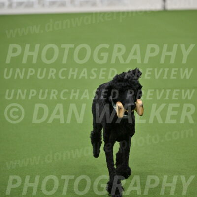 Ring-2-Morning-Obedience_0167