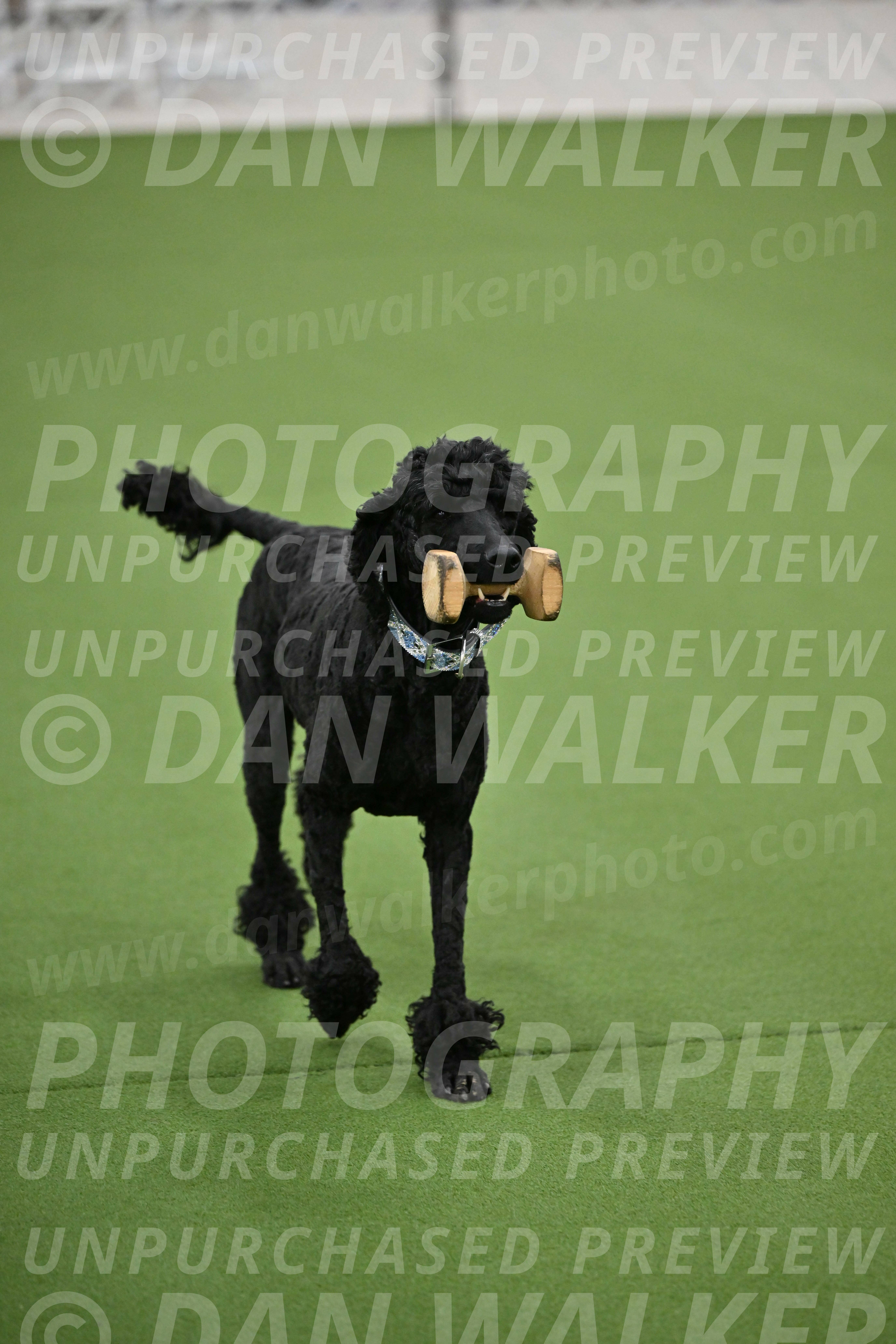 Ring-2-Morning-Obedience_0169