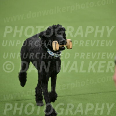 Ring-2-Morning-Obedience_0171