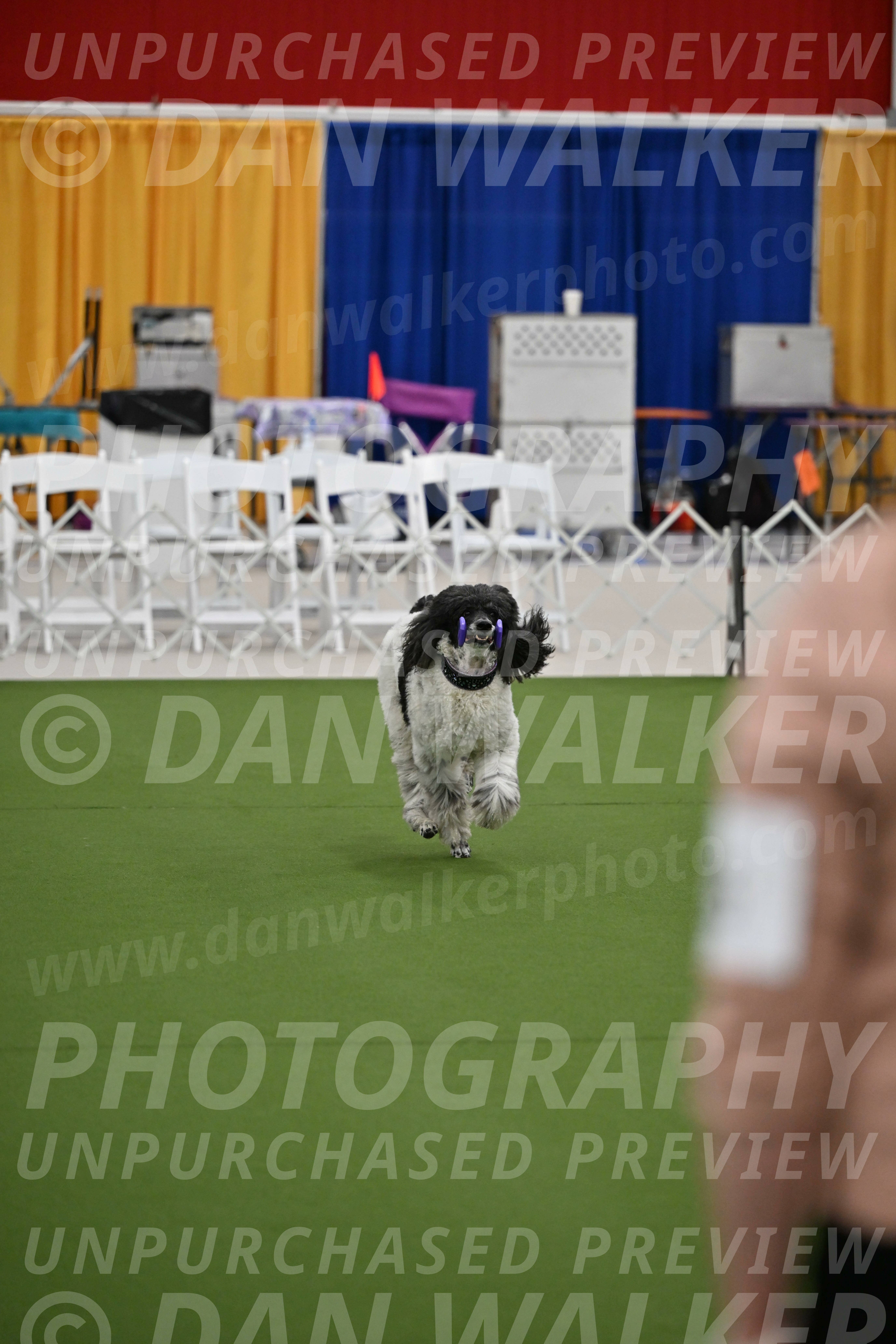 Ring-2-Morning-Obedience_0336