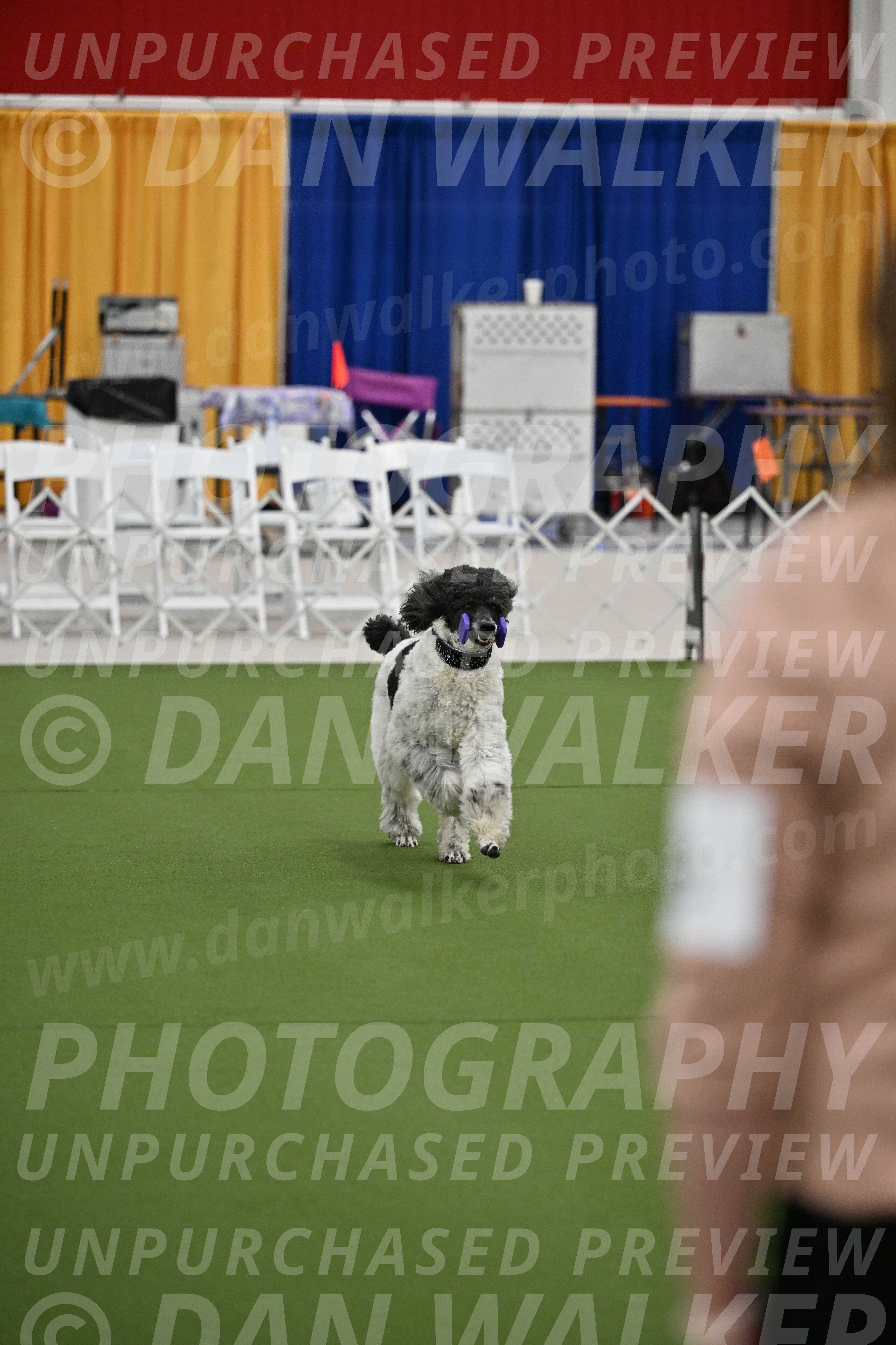 Ring-2-Morning-Obedience_0337