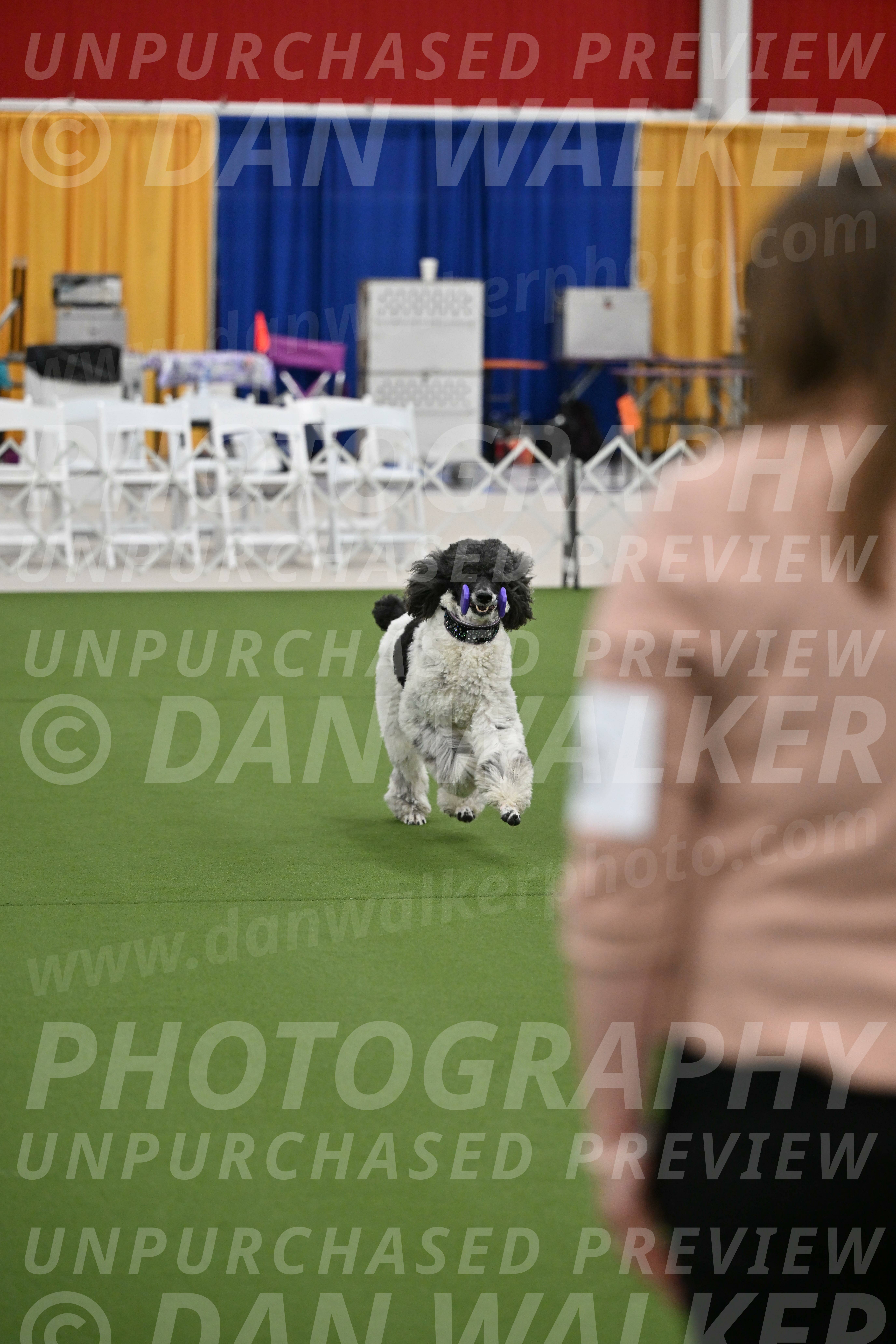 Ring-2-Morning-Obedience_0341