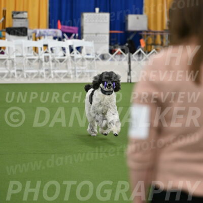 Ring-2-Morning-Obedience_0341