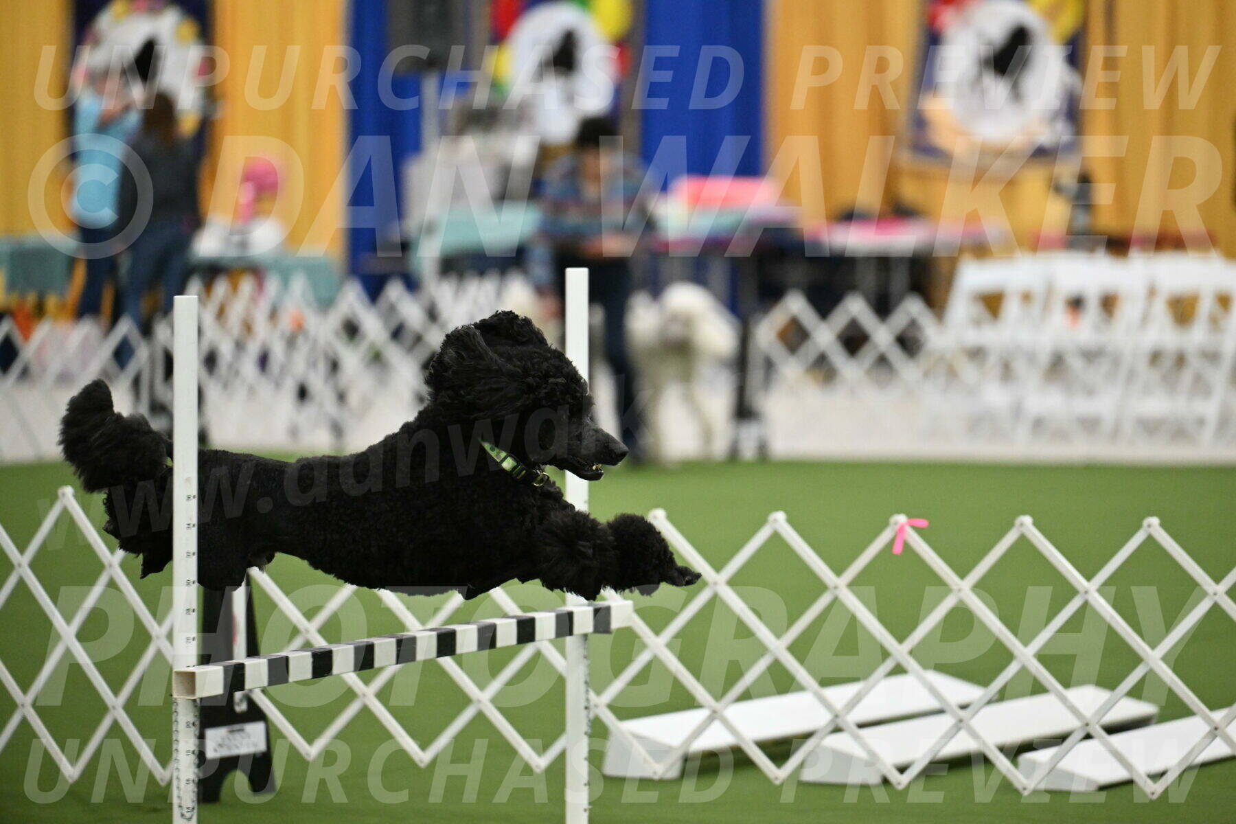 Ring-2-Morning-Obedience_0593