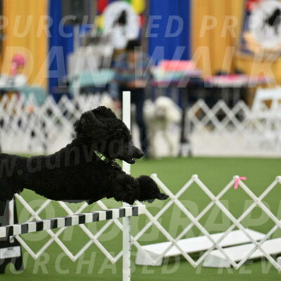 Ring-2-Morning-Obedience_0593