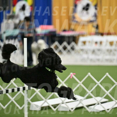 Ring-2-Morning-Obedience_0594