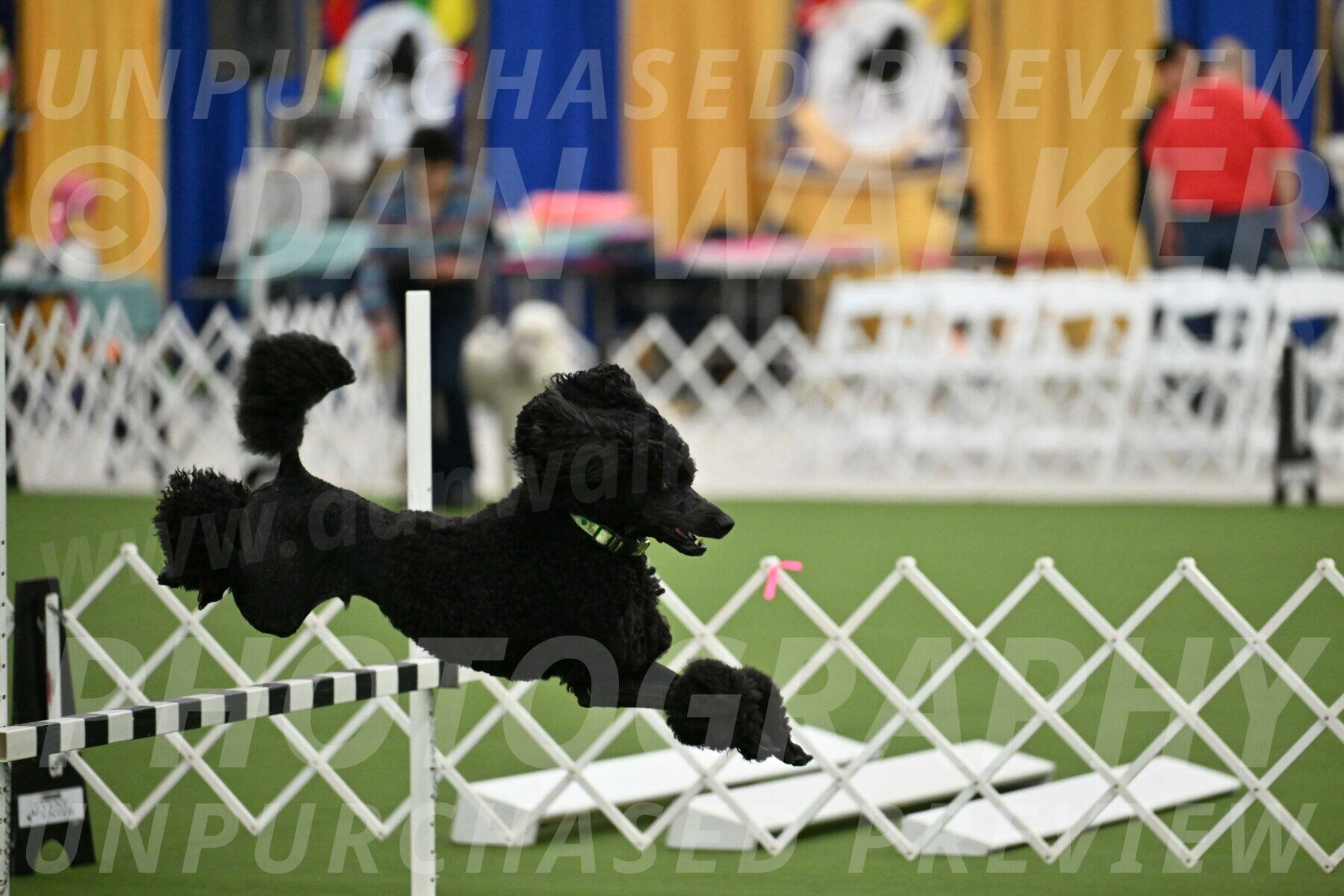 Ring-2-Morning-Obedience_0594