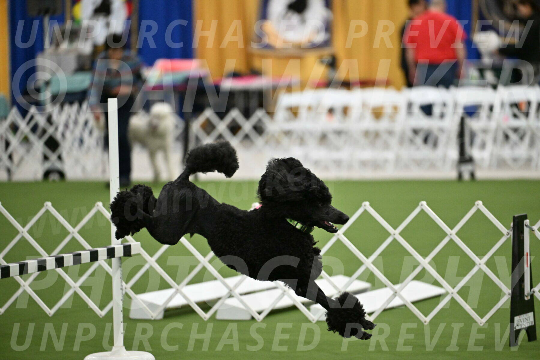 Ring-2-Morning-Obedience_0595