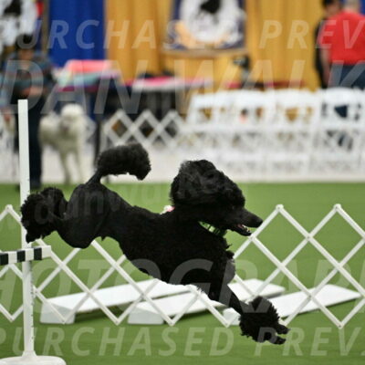 Ring-2-Morning-Obedience_0595