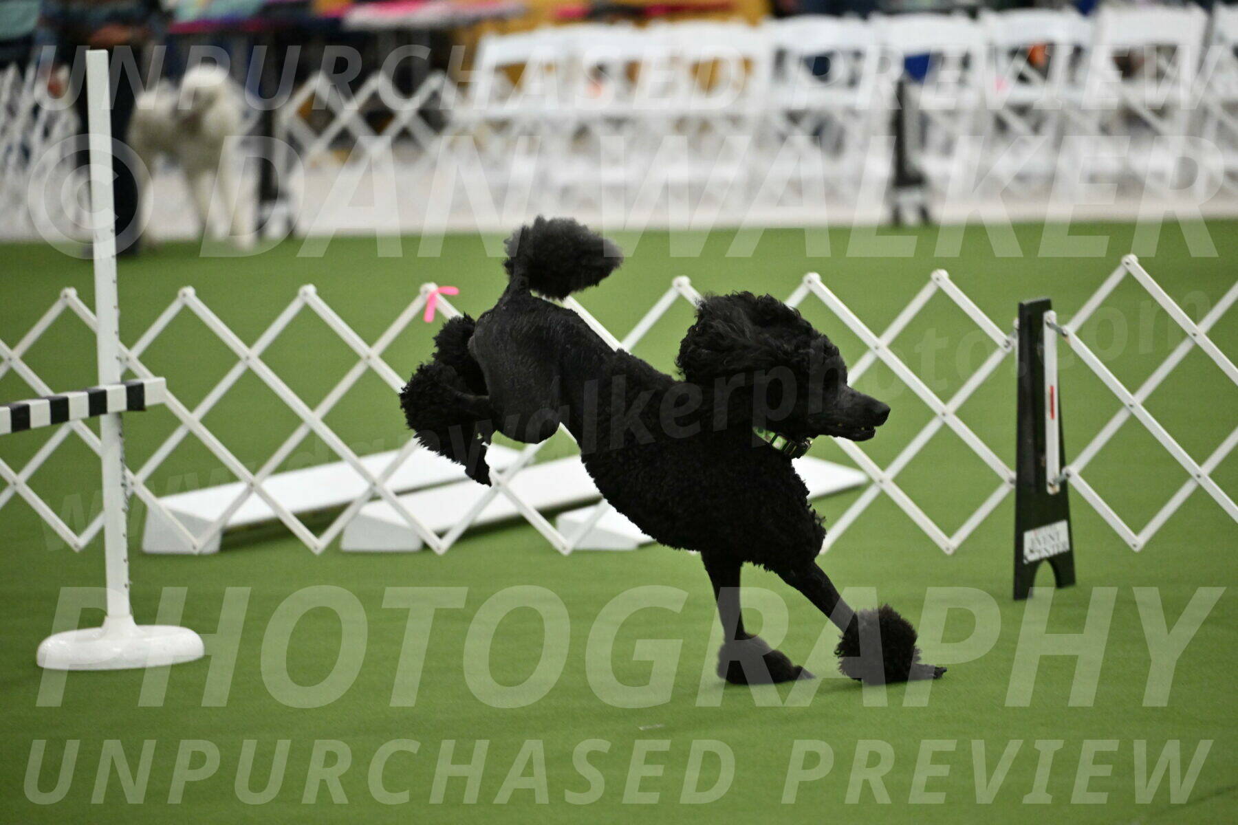 Ring-2-Morning-Obedience_0596