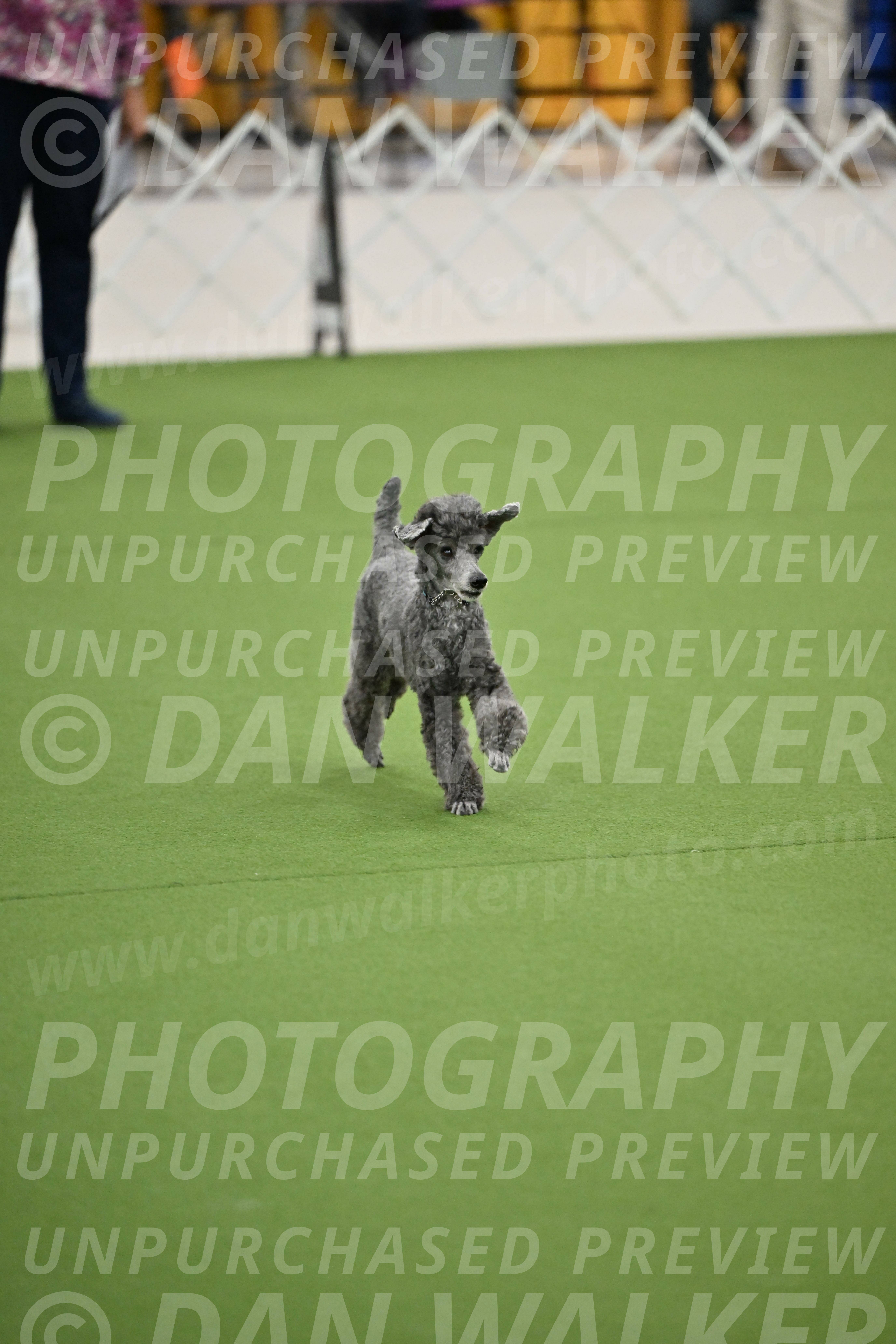 Ring-2-Morning-Obedience_0697