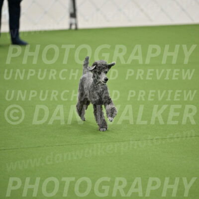 Ring-2-Morning-Obedience_0697