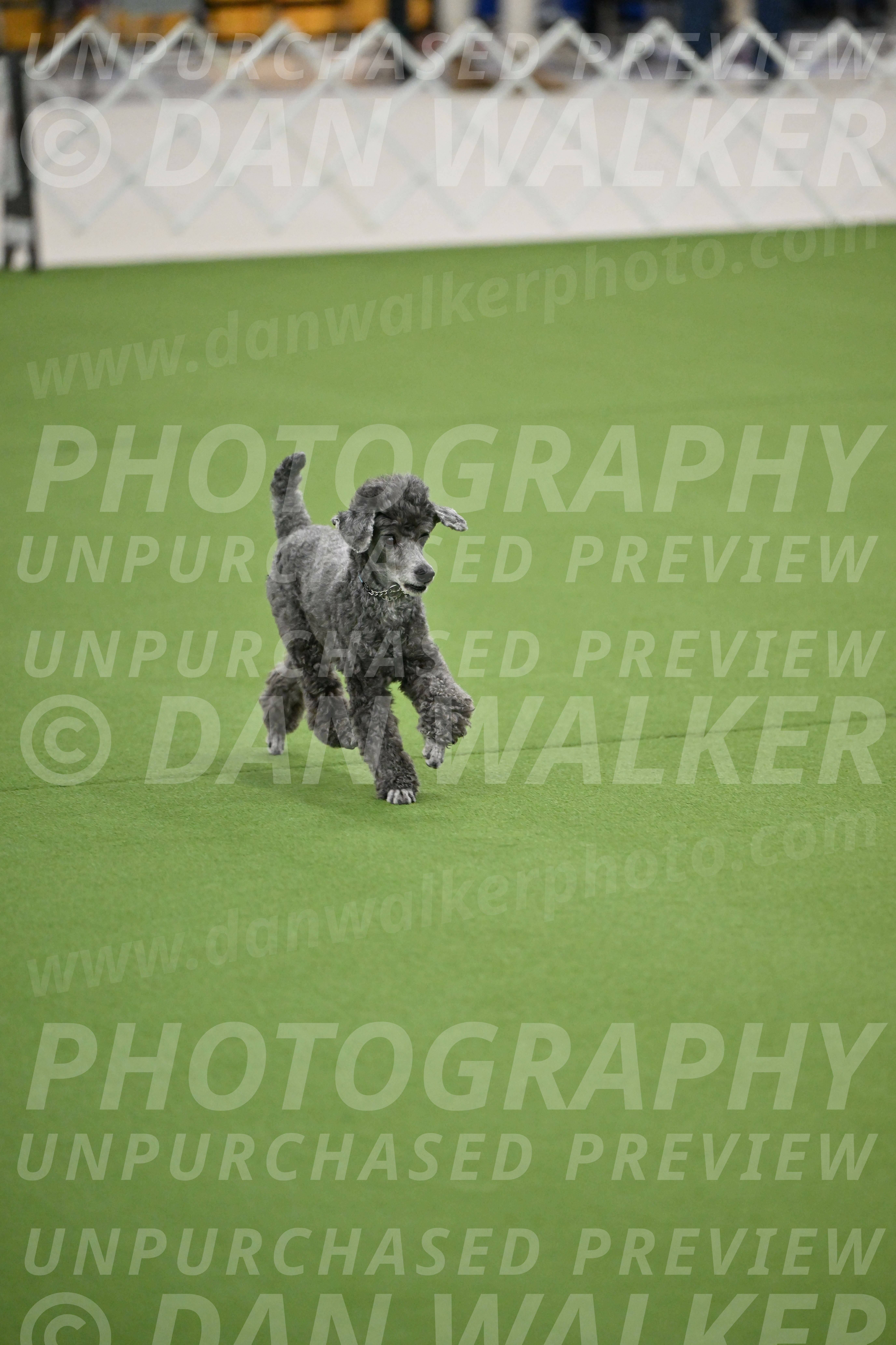 Ring-2-Morning-Obedience_0699