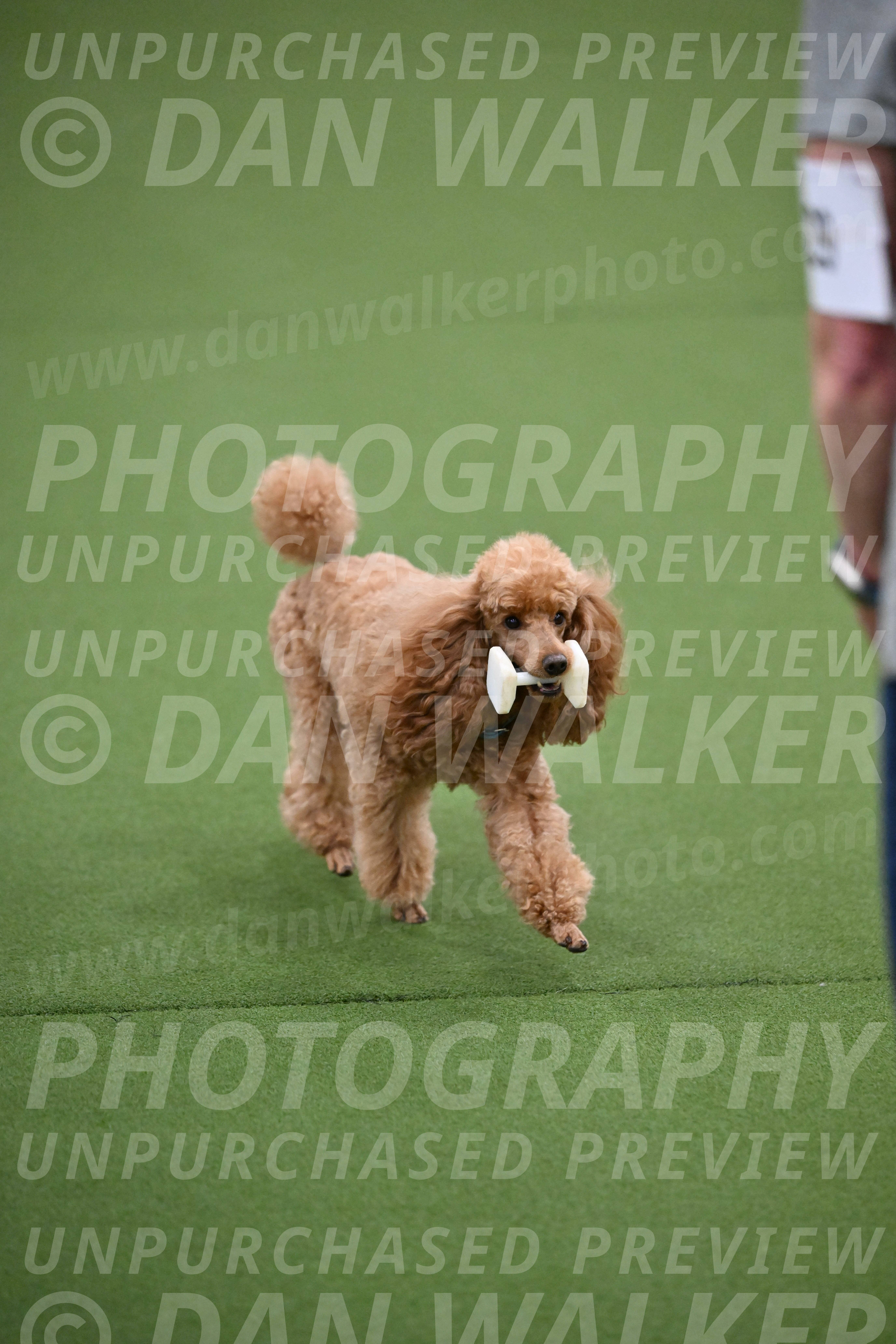 Ring-2-Morning-Obedience_0908