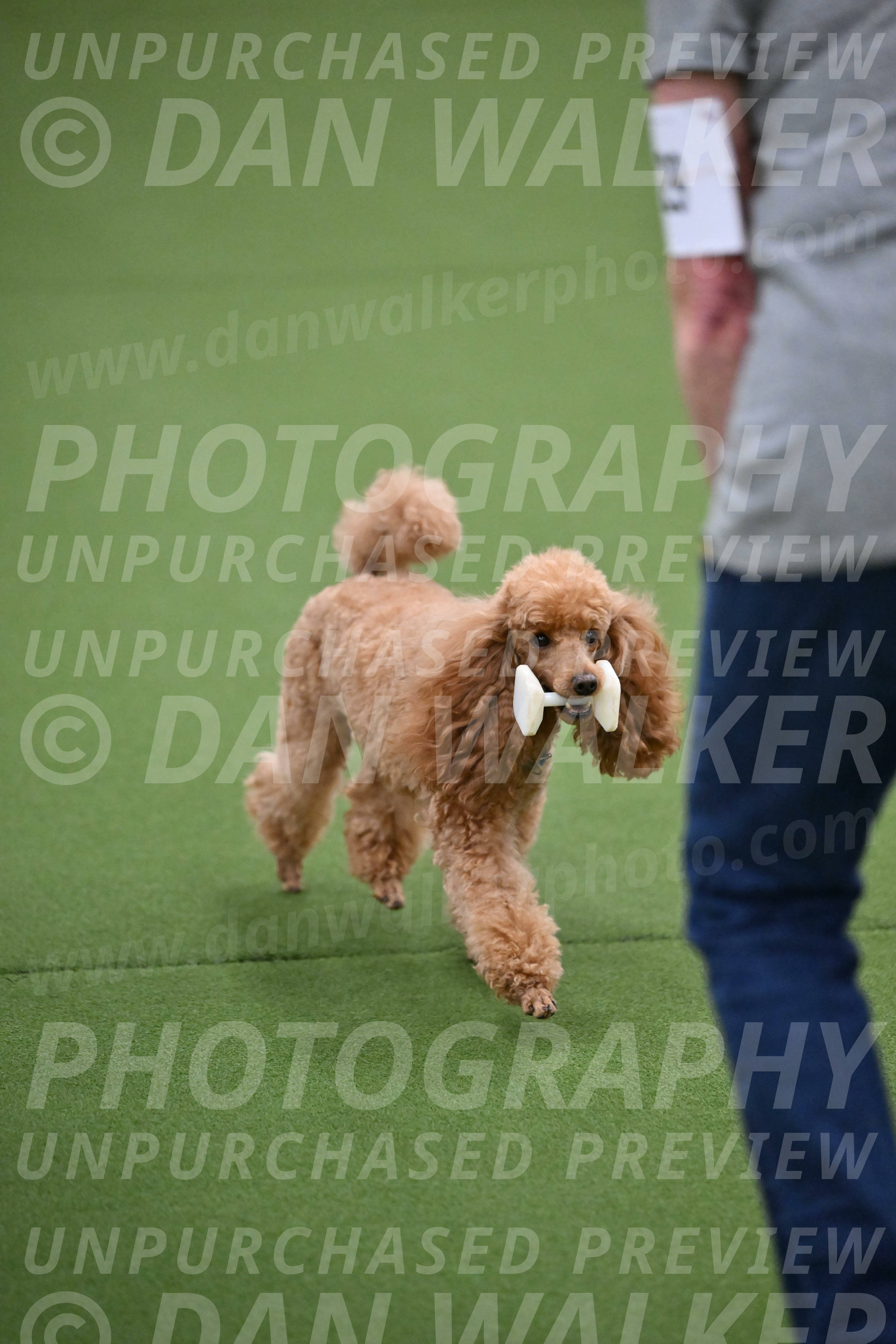 Ring-2-Morning-Obedience_0910