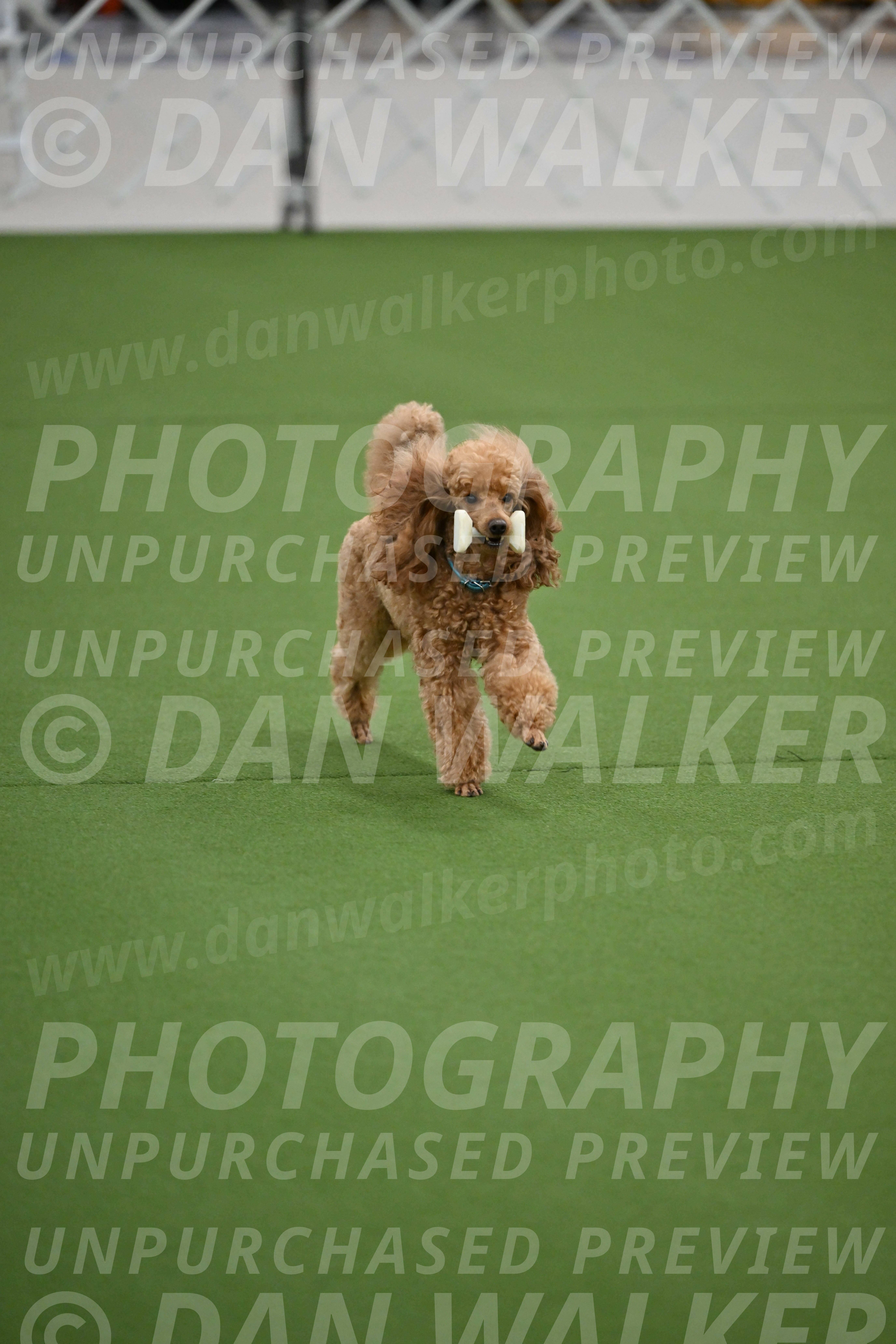 Ring-2-Morning-Obedience_0911