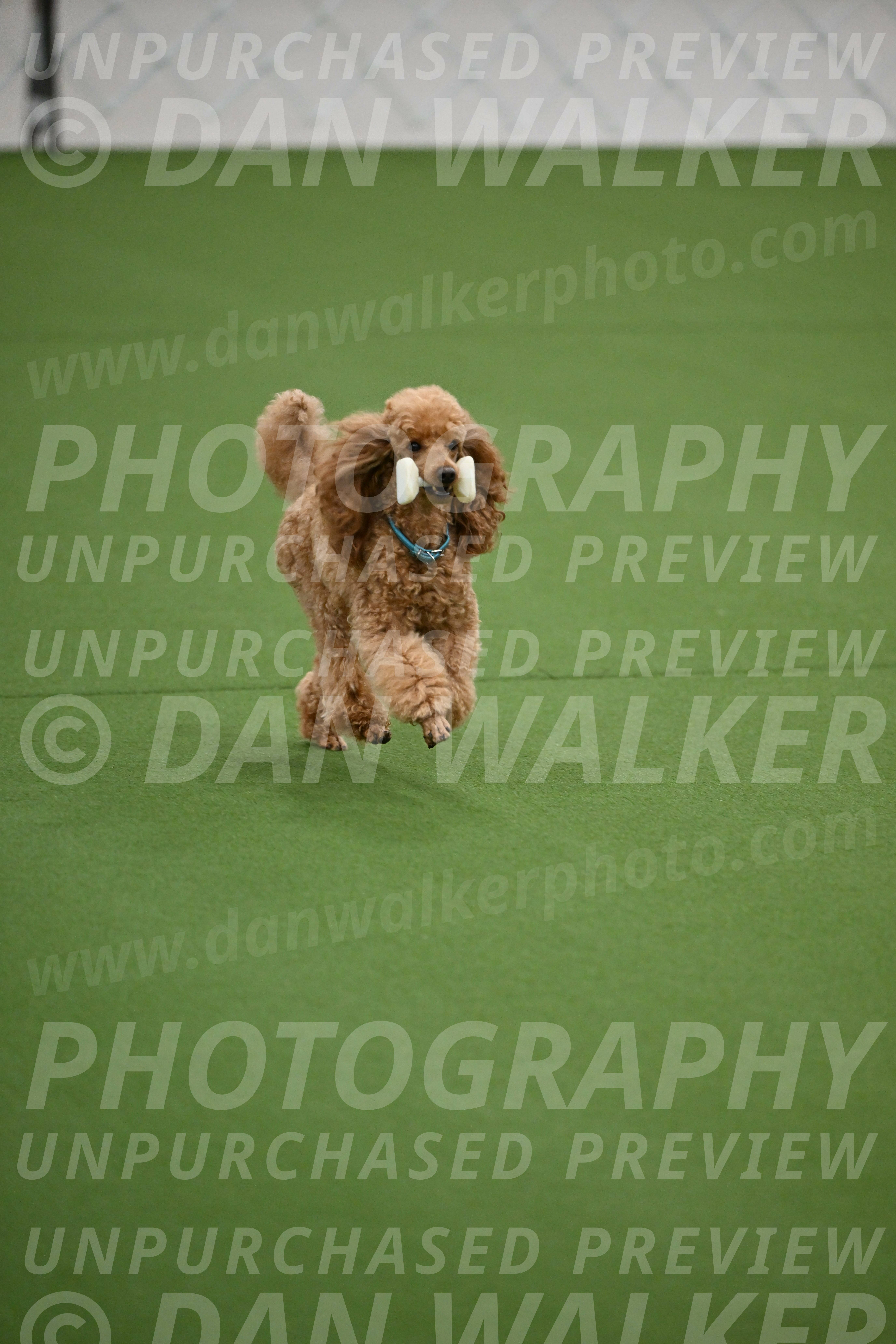 Ring-2-Morning-Obedience_0913